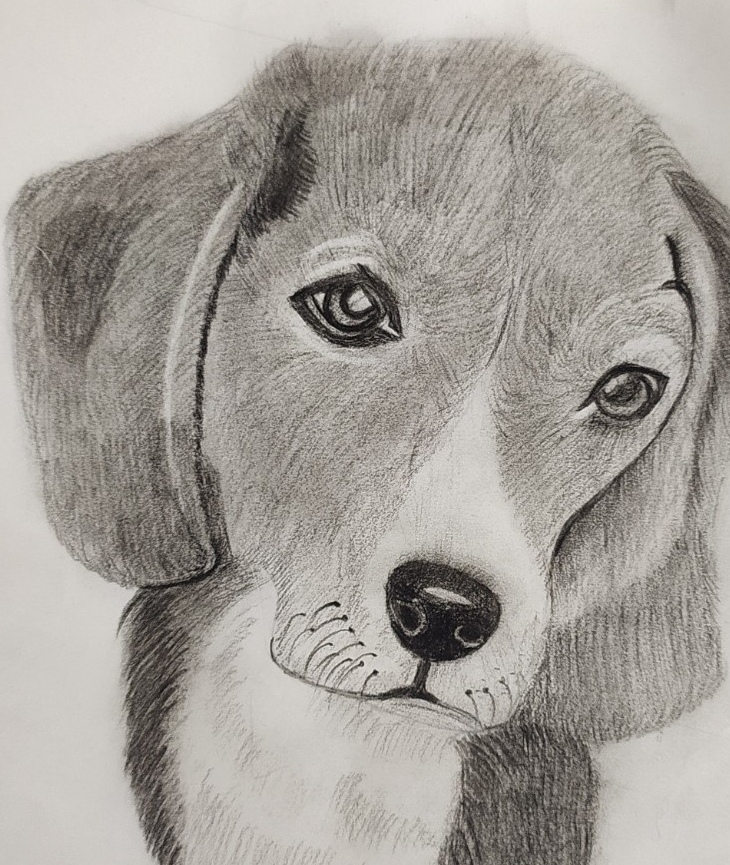 Puppy Pencil sketch — graphite pencil on paper by Sindhu Suresh
